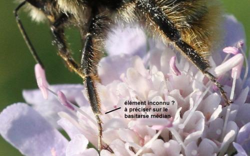 Bombus lapidarius